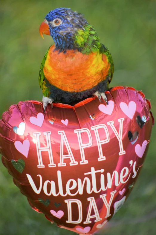 a bird sitting on top of a heart shaped balloon, highly detailed photo of happy, vibrant vegetation, chocolate, zoomed out view