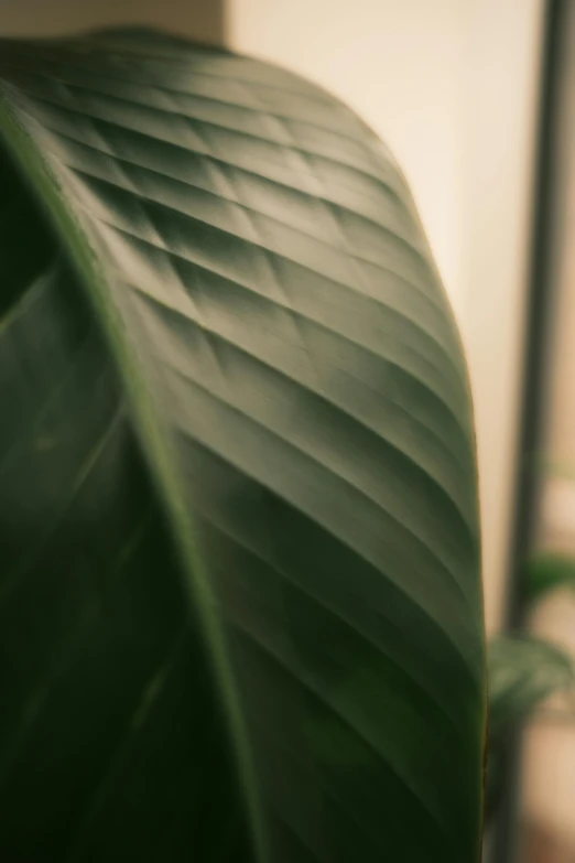 a close up of a large green leaf, inspired by Elsa Bleda, trending on pexels, postminimalism, indoor shot, soft rubber, multiple stories, slight bloom