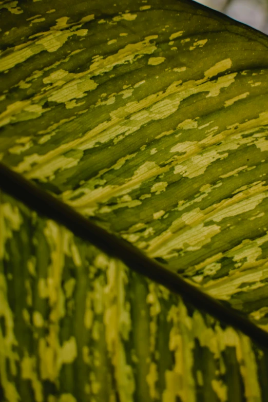 a close up of a banana leaf on a table, mottled coloring, yellow and olive color scheme, slide show, striped