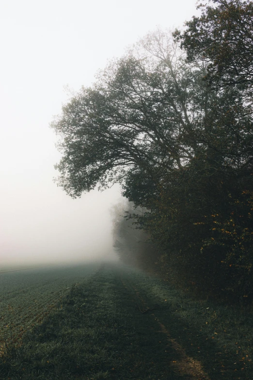 a dirt road surrounded by trees on a foggy day, an album cover, unsplash contest winner, muted green, uneven dense fog, countryside, autumnal