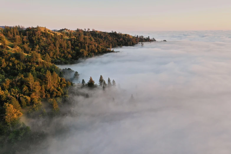 a group of trees sitting on top of a lush green hillside, by Daren Bader, pexels contest winner, above low layered clouds, fog. 3 d, instagram post, redwoods