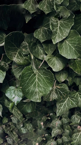 a fire hydrant sitting on top of a lush green plant, an album cover, inspired by Elsa Bleda, trending on pexels, big leaf bra, texture detail, ivy's, green: 0.5