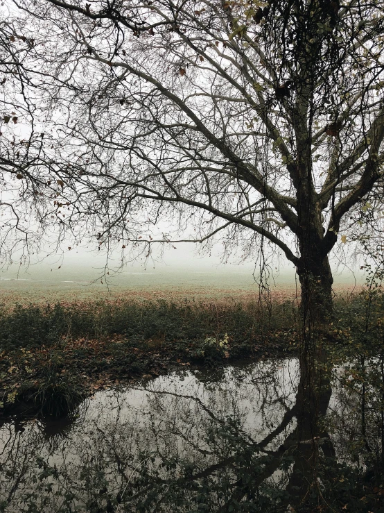 a tree that is next to a body of water, a picture, inspired by William Stott, pexels contest winner, moist foggy, iphone photo, pond, ground-level view