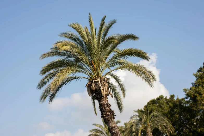 a couple of palm trees sitting on top of a lush green field, unsplash, hurufiyya, costa blanca, highly ornamental, 5 years old, fan favorite