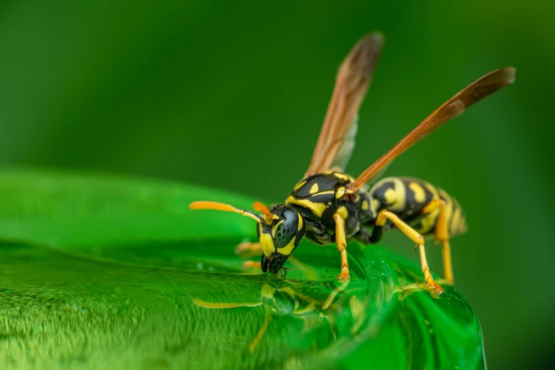 a wasp sitting on top of a green leaf, a macro photograph, shutterstock, photorealism, avatar image, 🦩🪐🐞👩🏻🦳, large yellow eyes, action shot