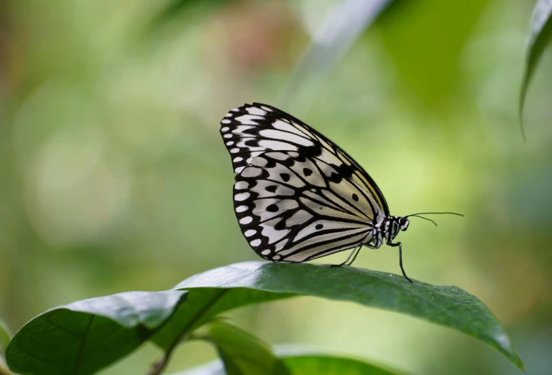 a close up of a butterfly on a leaf, unsplash, hurufiyya, white tiger, botanic garden, as photograph