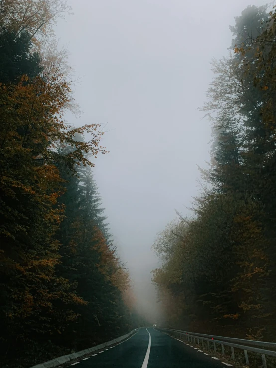 a road surrounded by trees on a foggy day, an album cover, inspired by Elsa Bleda, unsplash contest winner, muted fall colors, overcast day, low - angle shot, ((trees))