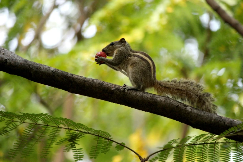 a squirrel sitting on top of a tree branch, by Peter Churcher, pexels contest winner, sumatraism, with fruit trees, left eye red stripe, palm, forest picnic