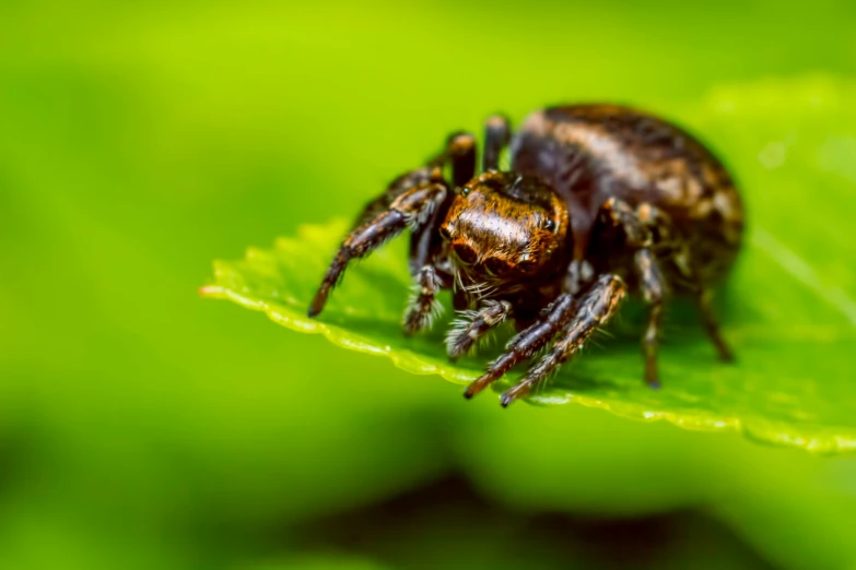 a close up of a spider on a leaf, pexels contest winner, 🦩🪐🐞👩🏻🦳, avatar image, miniature animal, high detailed photo