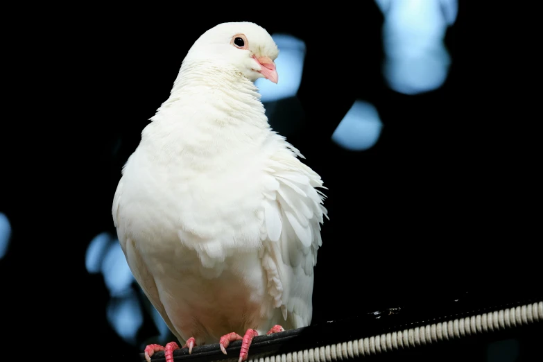 a white bird sitting on top of a metal pole, in front of a black background, with a white complexion, dove, a brightly coloured