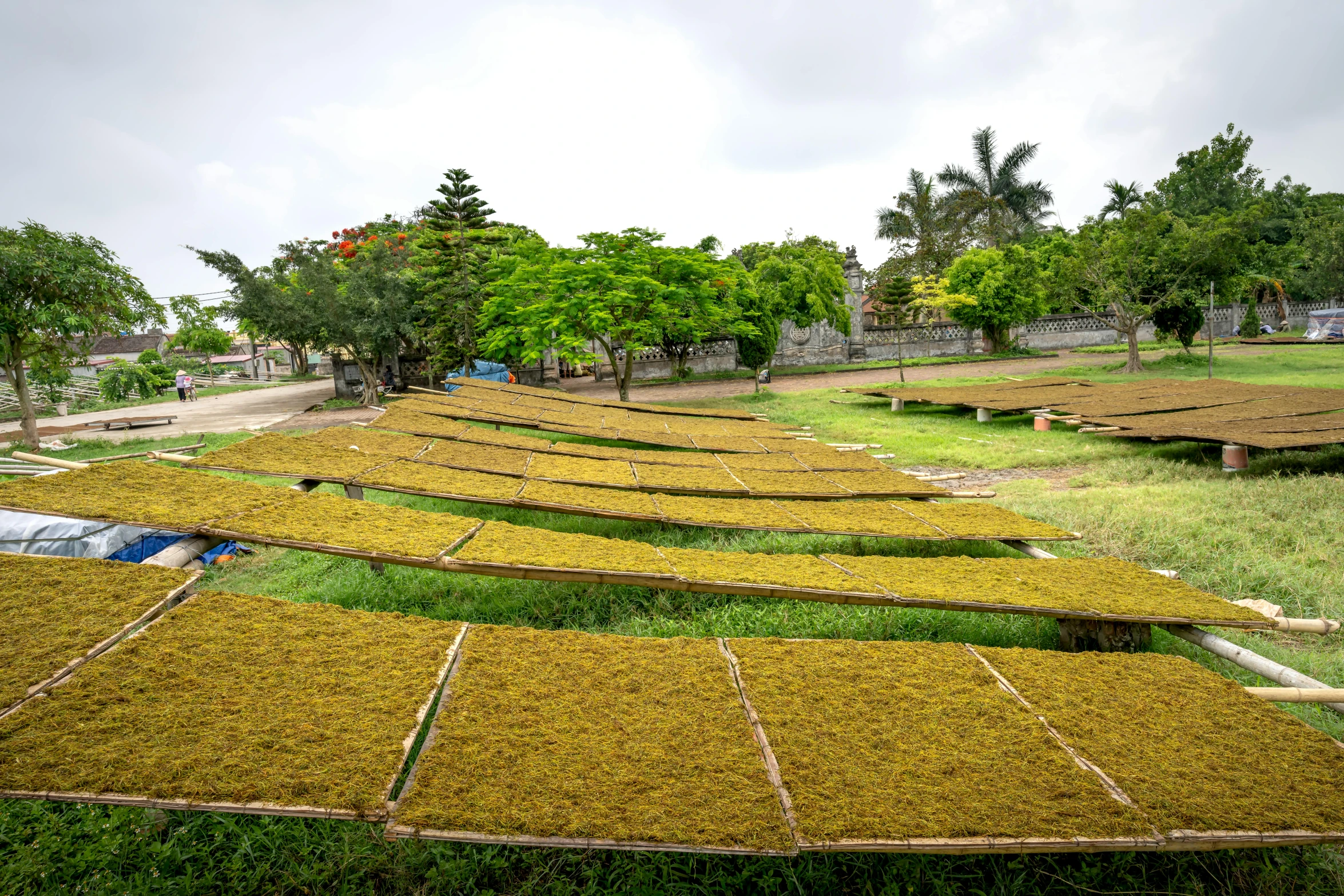 rows of drying coffee beans in a field, an album cover, by Daniel Lieske, land art, yellow seaweed, sri lanka, green terrace, ground-level view