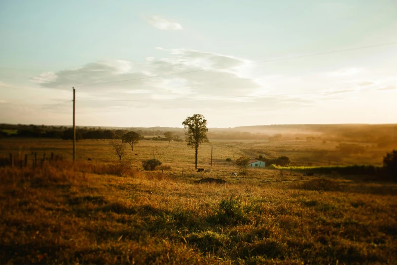 a grassy field with a lone tree in the distance, a picture, unsplash contest winner, australian tonalism, behind a tiny village, golden hour 8 k, on a farm, panorama distant view