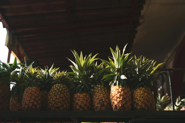 a bunch of pineapples sitting on top of a shelf, unsplash, rows of lush crops, neighborhood, low-key light, 🦩🪐🐞👩🏻🦳