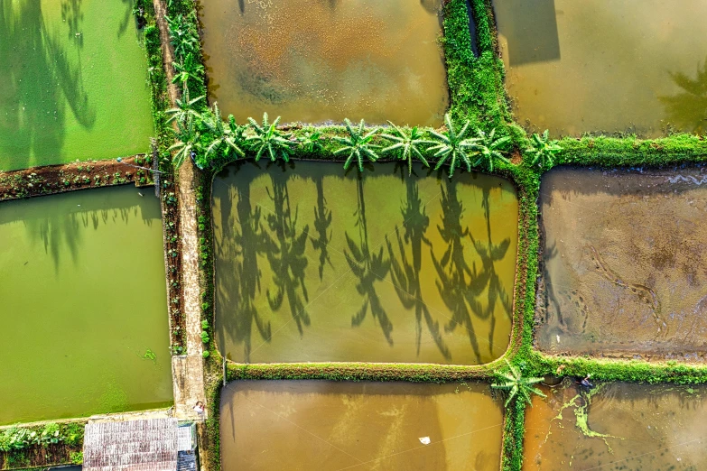 a patch of water with plants growing out of it, by Jan Tengnagel, pexels contest winner, shadows. asian landscape, birdeye, thumbnail, south jakarta