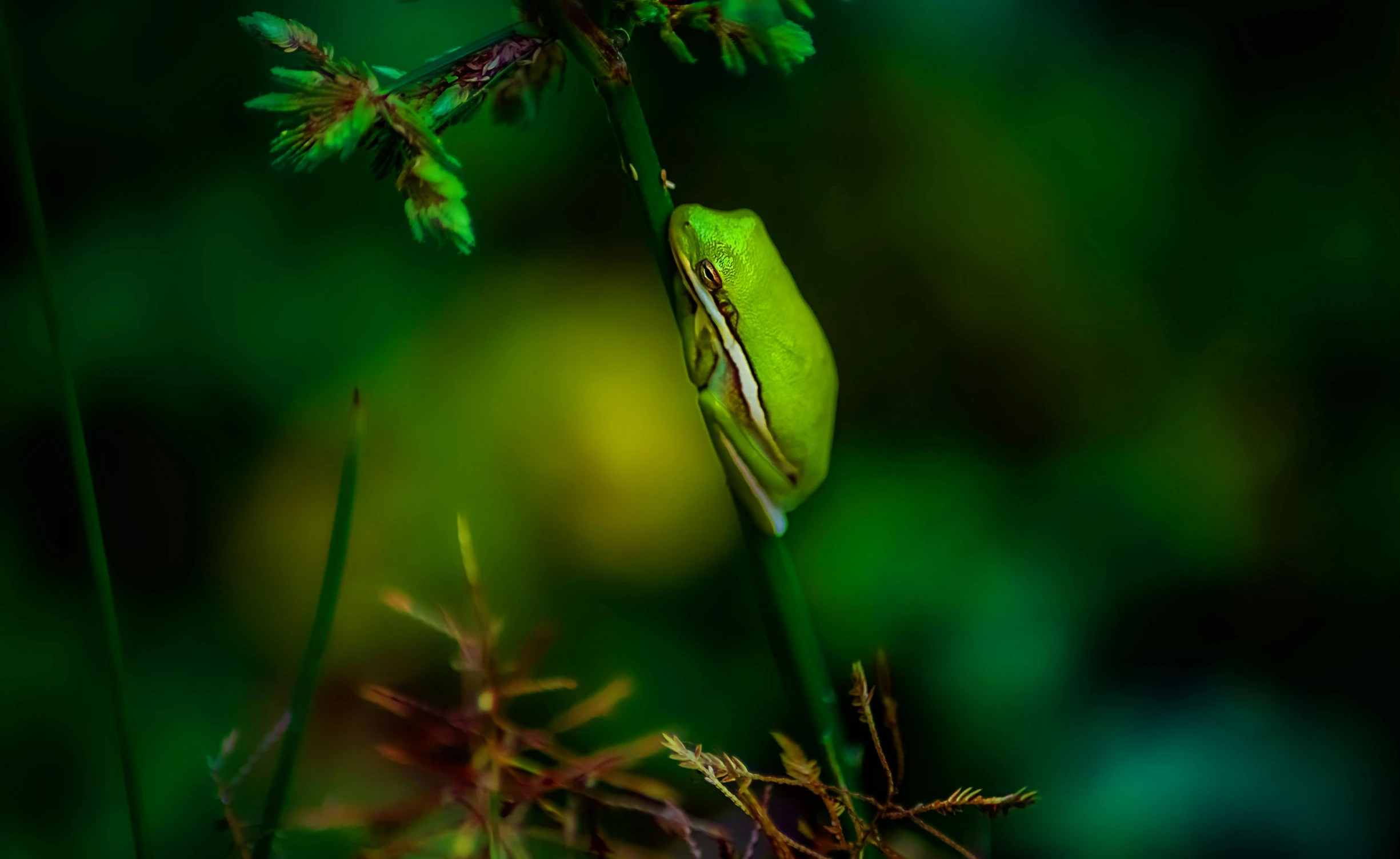 a green frog sitting on top of a green plant, by Slava Raškaj, pexels contest winner, hanging from a tree, low-key, high quality photo, outdoor photo