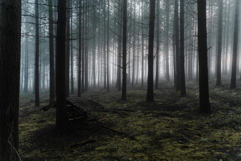 a bench sitting in the middle of a forest, an album cover, inspired by Elsa Bleda, unsplash contest winner, dense ground fog, nadav kander, black forest, ((forest))