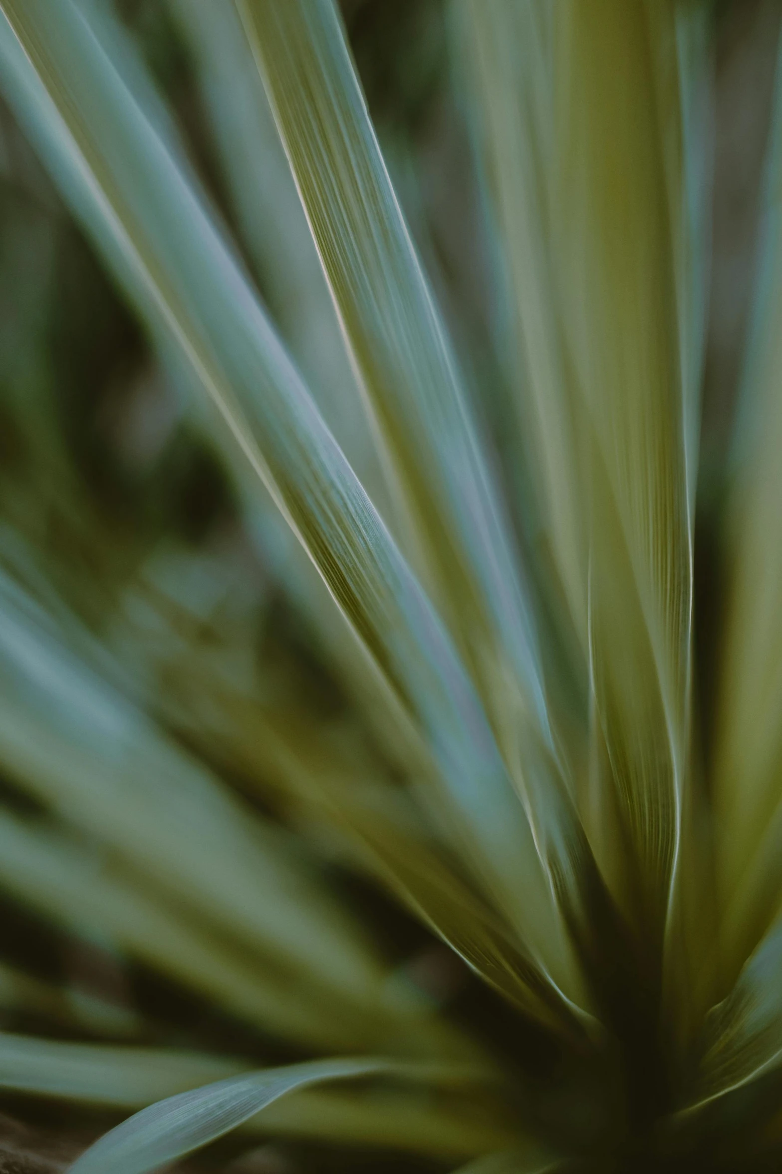 a close up of a plant with green leaves, by Jessie Algie, unsplash, ((greenish blue tones)), palm skin, flax, motion lines