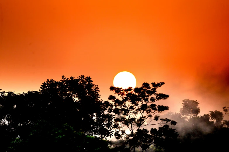 a giraffe standing on top of a lush green field, by Sudip Roy, pexels contest winner, romanticism, red sun over paradise, light orange mist, sun filtering through trees, silhouetted