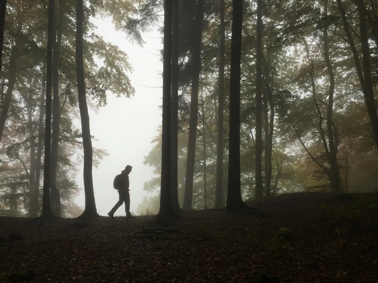 a person walking through a forest on a foggy day, low angle 8k hd nature photo, fan favorite, black forest, foggy!