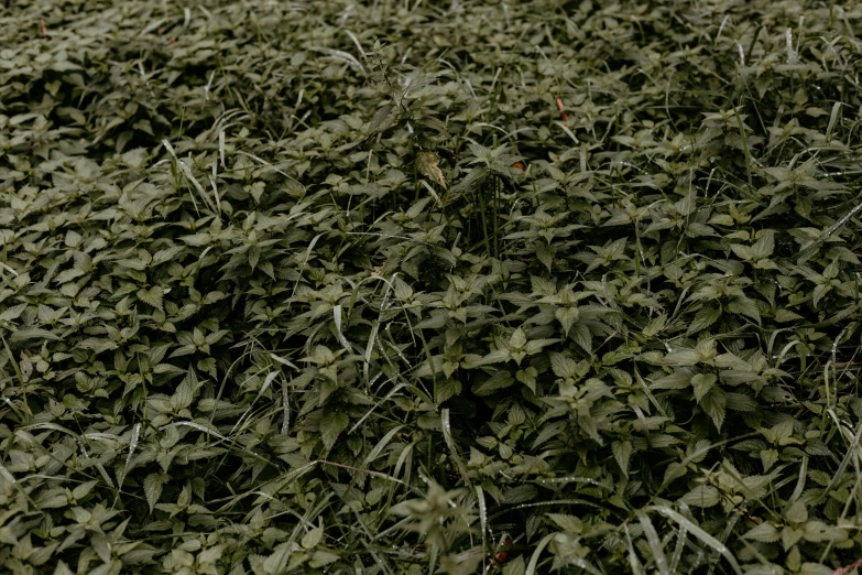 a red fire hydrant sitting on top of a lush green field, a digital rendering, by Attila Meszlenyi, densely packed buds of weed, very large basil leaves, shot with sony alpha 1 camera, looking down at the forest floor