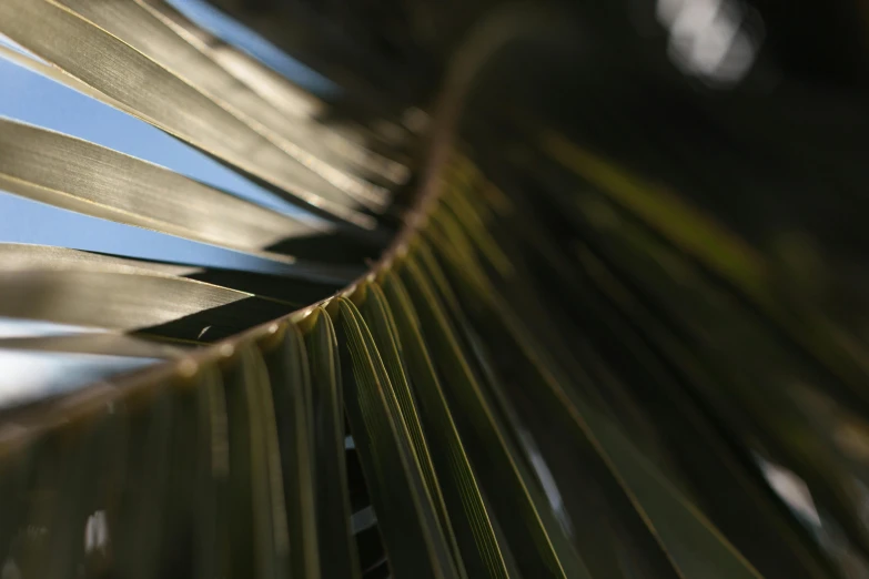 a close up of a palm leaf with a blue sky in the background, a macro photograph, unsplash, hurufiyya, shot on sony a 7, curved, blurred, dimly - lit