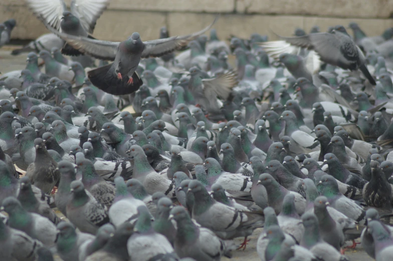 a flock of pigeons standing in front of a brick wall, a photo, pexels contest winner, renaissance, crowded square, gray, green head, wings spreading