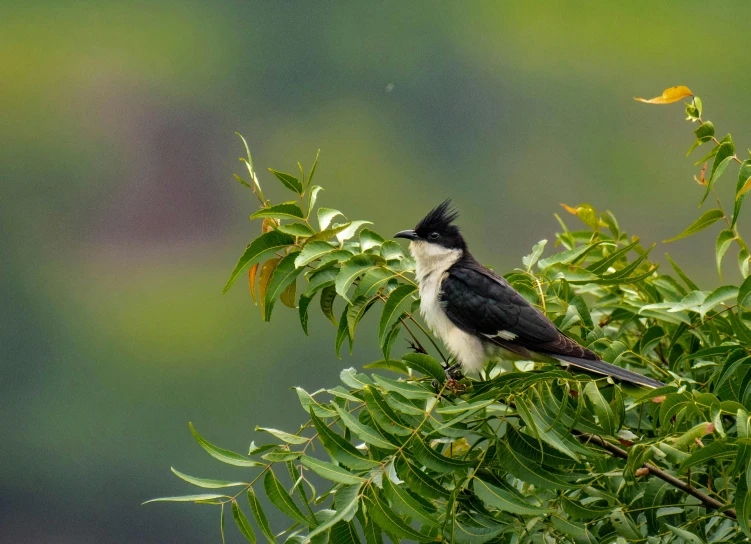 a black and white bird sitting on top of a tree, hurufiyya, next to a plant, just after rain, vastayan, high-quality photo