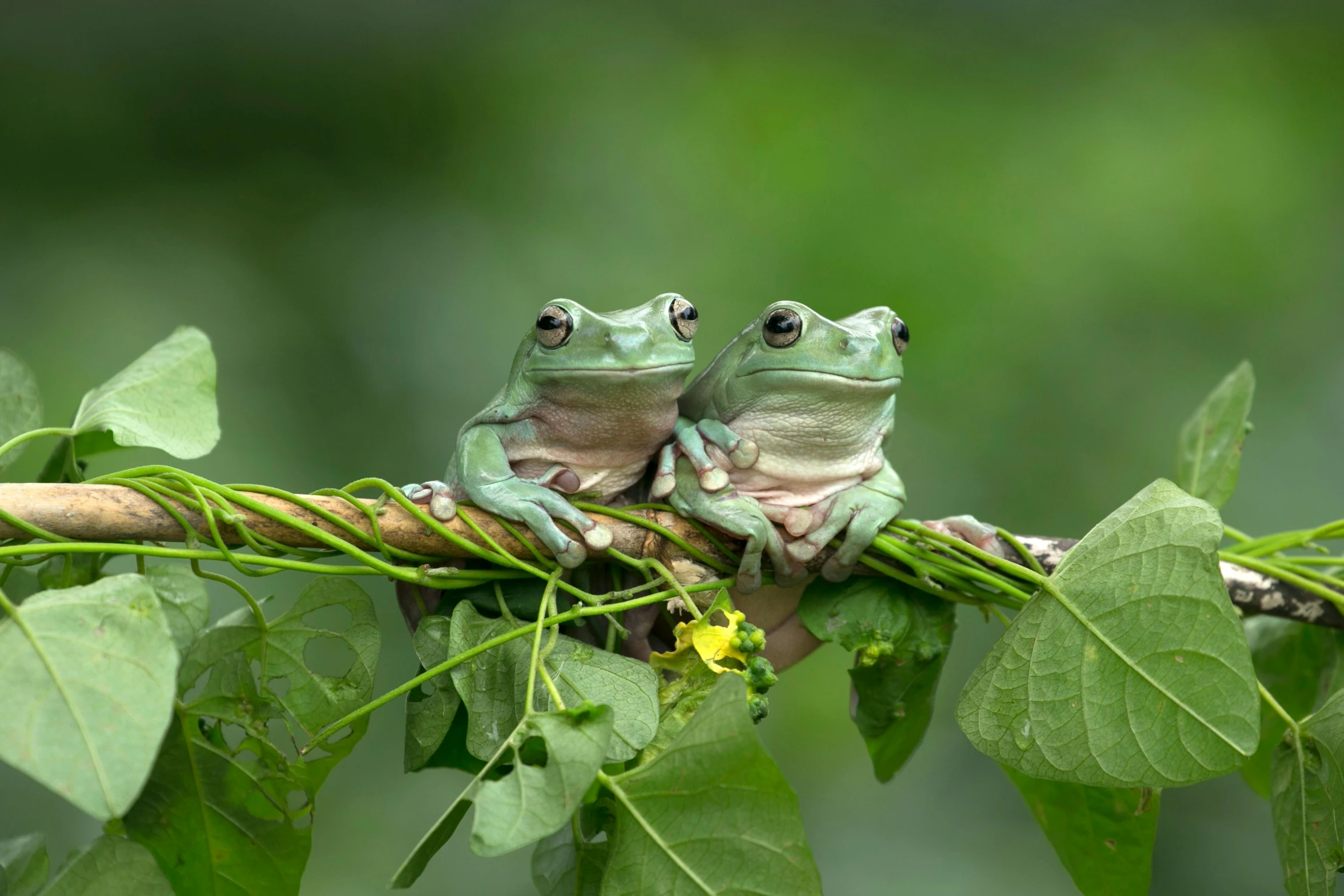 two frogs sitting on a branch of a tree, a portrait, trending on pexels, pastel green, getty images, bali, green and white