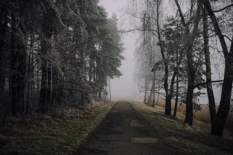 a dirt road surrounded by trees on a foggy day, pexels contest winner, romanticism, icy cold pale silent atmosphere, instagram post, gray sky, a park