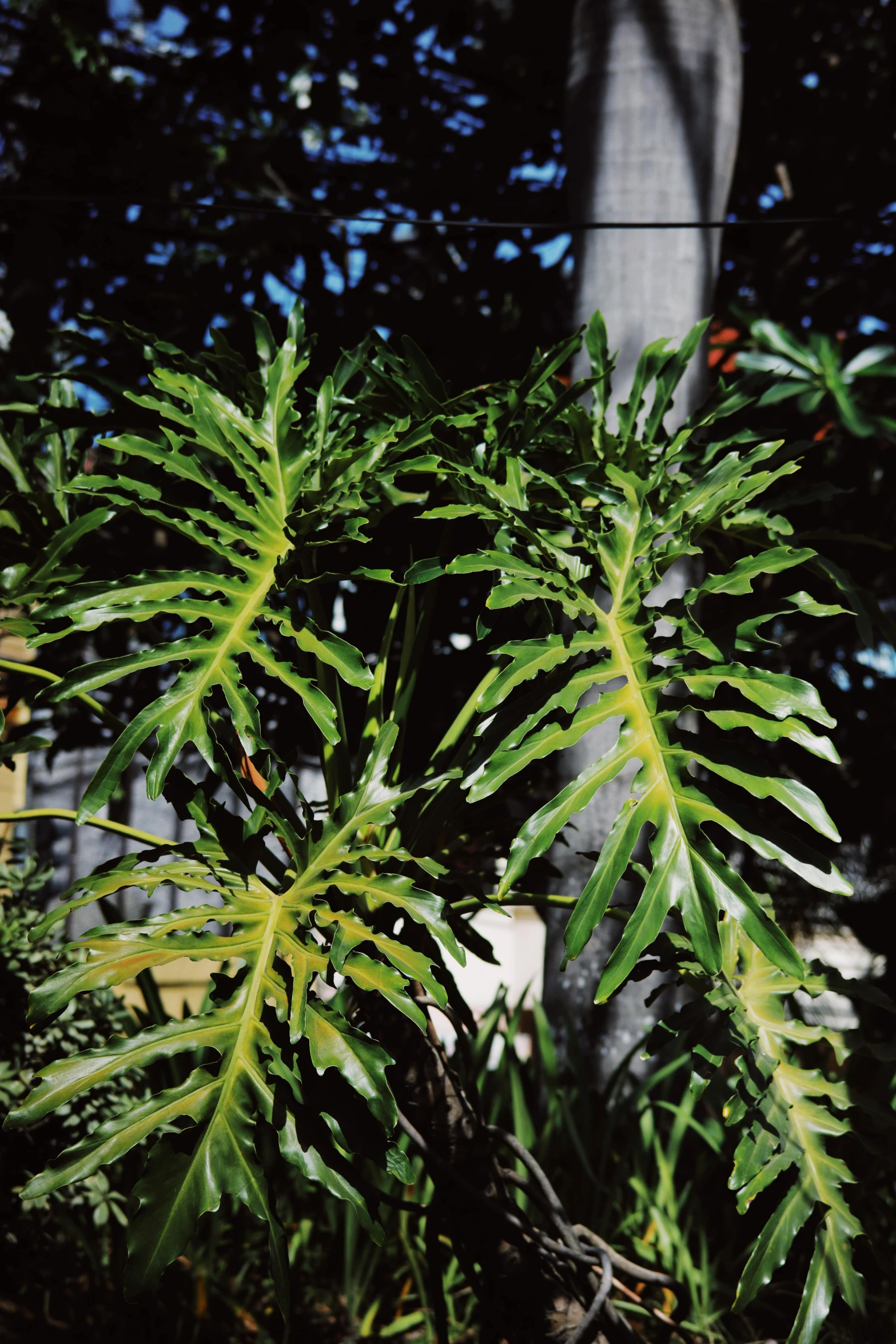 a close up of a plant near a street sign, monstera deliciosa, in 1 9 9 5, flame ferns, patio