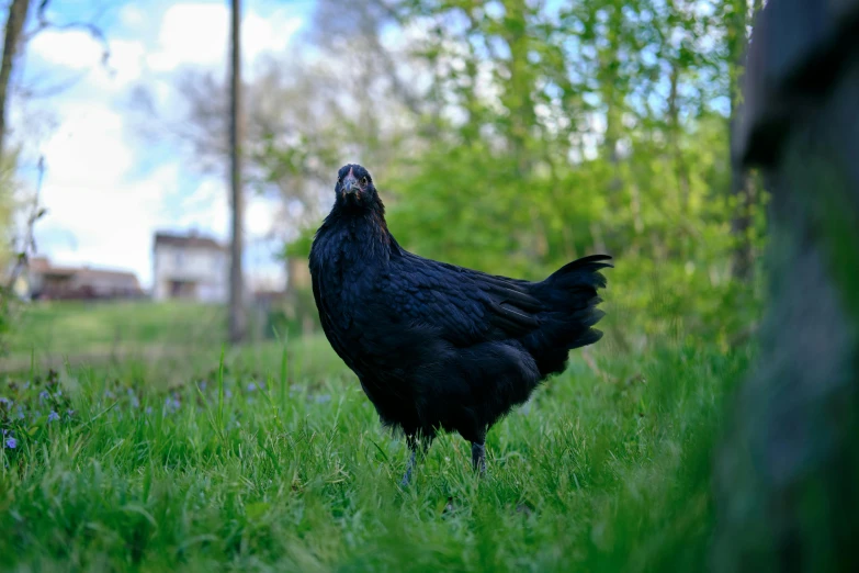 a black chicken standing on top of a lush green field, an album cover, unsplash, renaissance, anastasia ovchinnikova, urban surroundings, medium format, 2022 photograph