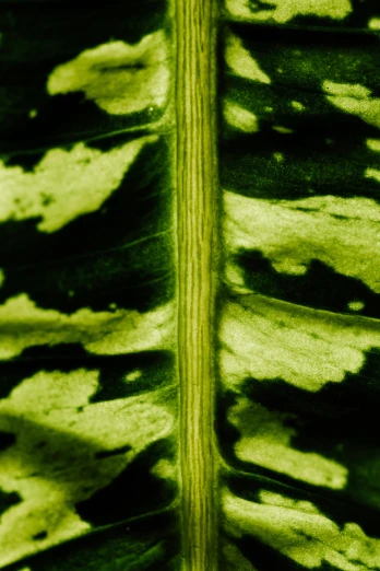 a close up of a leaf of a plant, by Doug Ohlson, tiger stripes, panels, taken on a 2010s camera, menacing