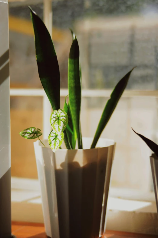 a potted plant sitting on top of a window sill, a still life, inspired by Elsa Bleda, unsplash, backlit, a paper cutout garden, glossy surface, carnivorous plants