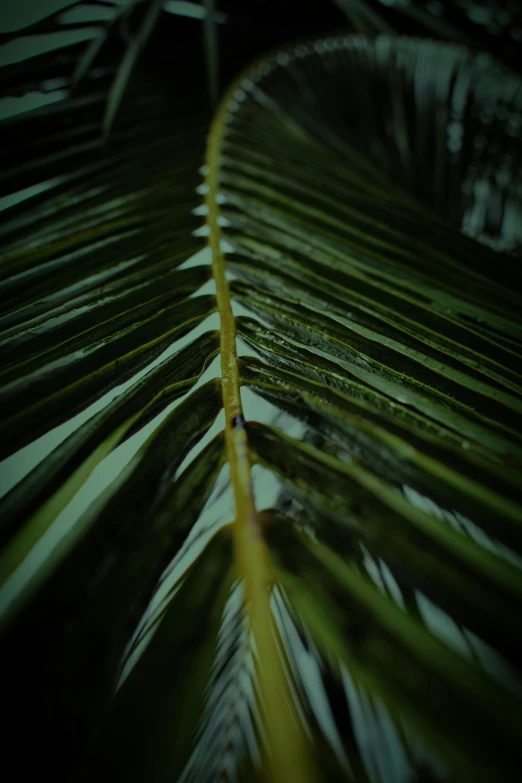 a close up of a leaf of a palm tree, inspired by Elsa Bleda, unsplash, paul barson, low quality photo, carnal ) wet, music video