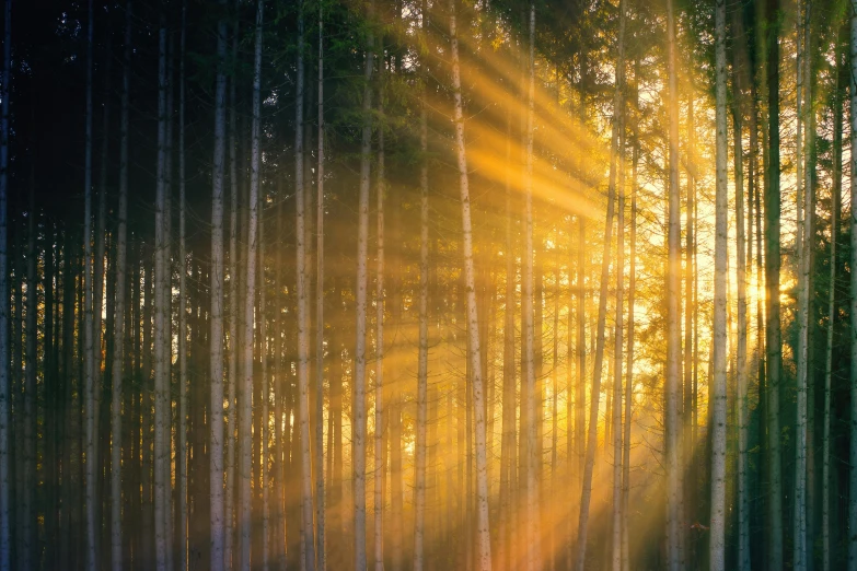 the sun is shining through the trees in the forest, unsplash contest winner, romanticism, frans lanting, fan favorite, god light shafts, ((forest))