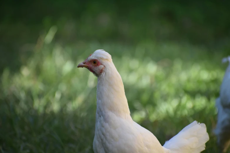 a couple of chickens standing on top of a lush green field, a picture, unsplash, renaissance, intense albino, australian, in profile, portait image