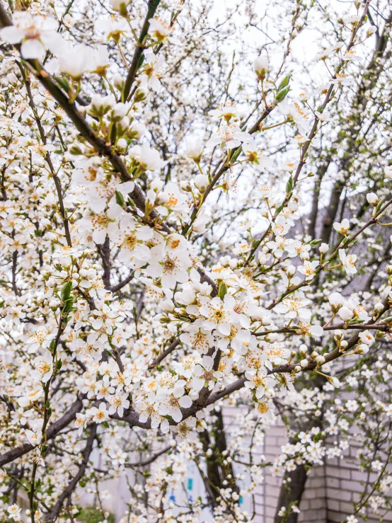 a tree with white flowers in front of a building, a picture, trending on unsplash, material is!!! plum!!!, 🐿🍸🍋, full frame image, taken on iphone 14 pro