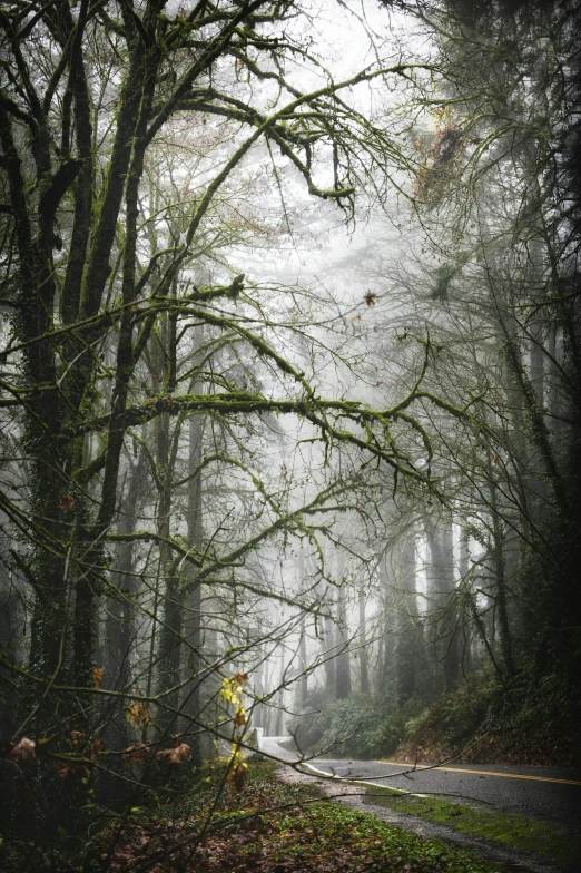 a road surrounded by trees on a foggy day, a portrait, flickr, lush mossy canyon, distant knotted branches, photograph, do