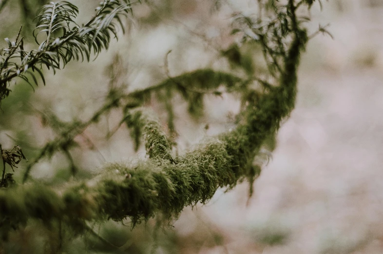 a bird sitting on a branch of a tree, inspired by Elsa Bleda, unsplash contest winner, moss and ferns, forest portal, soft and blurry, caledonian forest