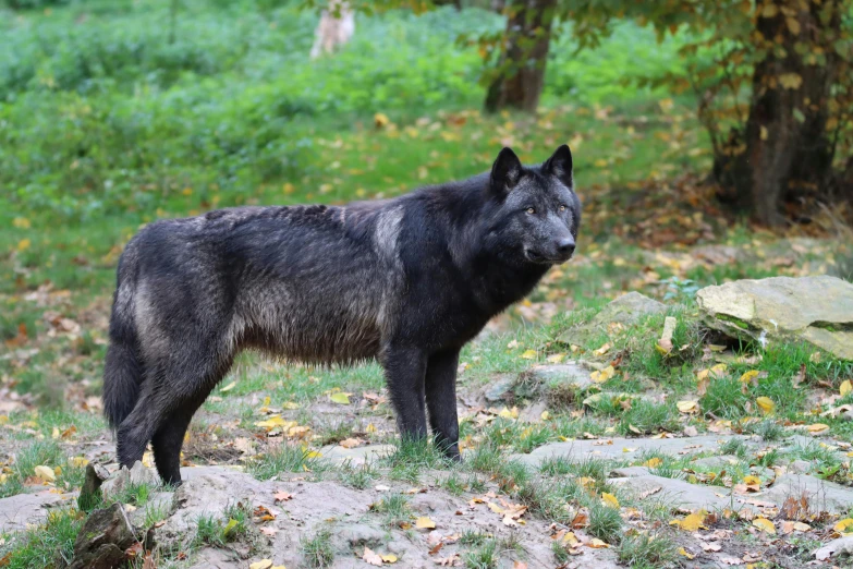 a black wolf standing on top of a lush green field, by Emma Andijewska, unsplash, fan favorite, fur with mud, autumn, фото девушка курит