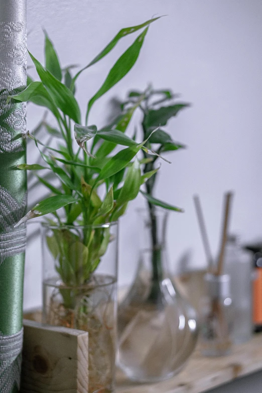 a close up of a plant in a vase on a shelf, of bamboo, potions, detailed product image, glassware