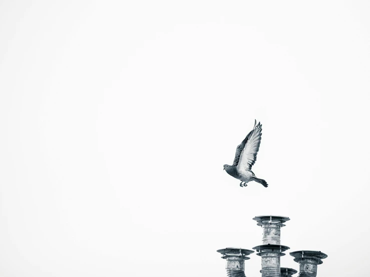 a black and white photo of a bird flying over a building, by Jan Kupecký, unsplash contest winner, minimalism, pedestal, pigeon, falcon, hashima island