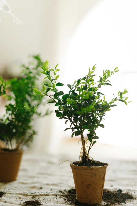 a couple of potted plants sitting on top of a table, inspired by Li Di, trending on unsplash, beautiful natural soft light, myrtle, in a row, ready to eat