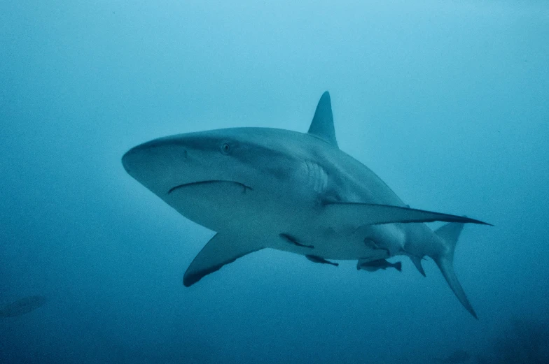 a close up of a shark in the water, by Daniel Lieske, pexels contest winner, right side profile, blue, great barrier reef, james gleeson