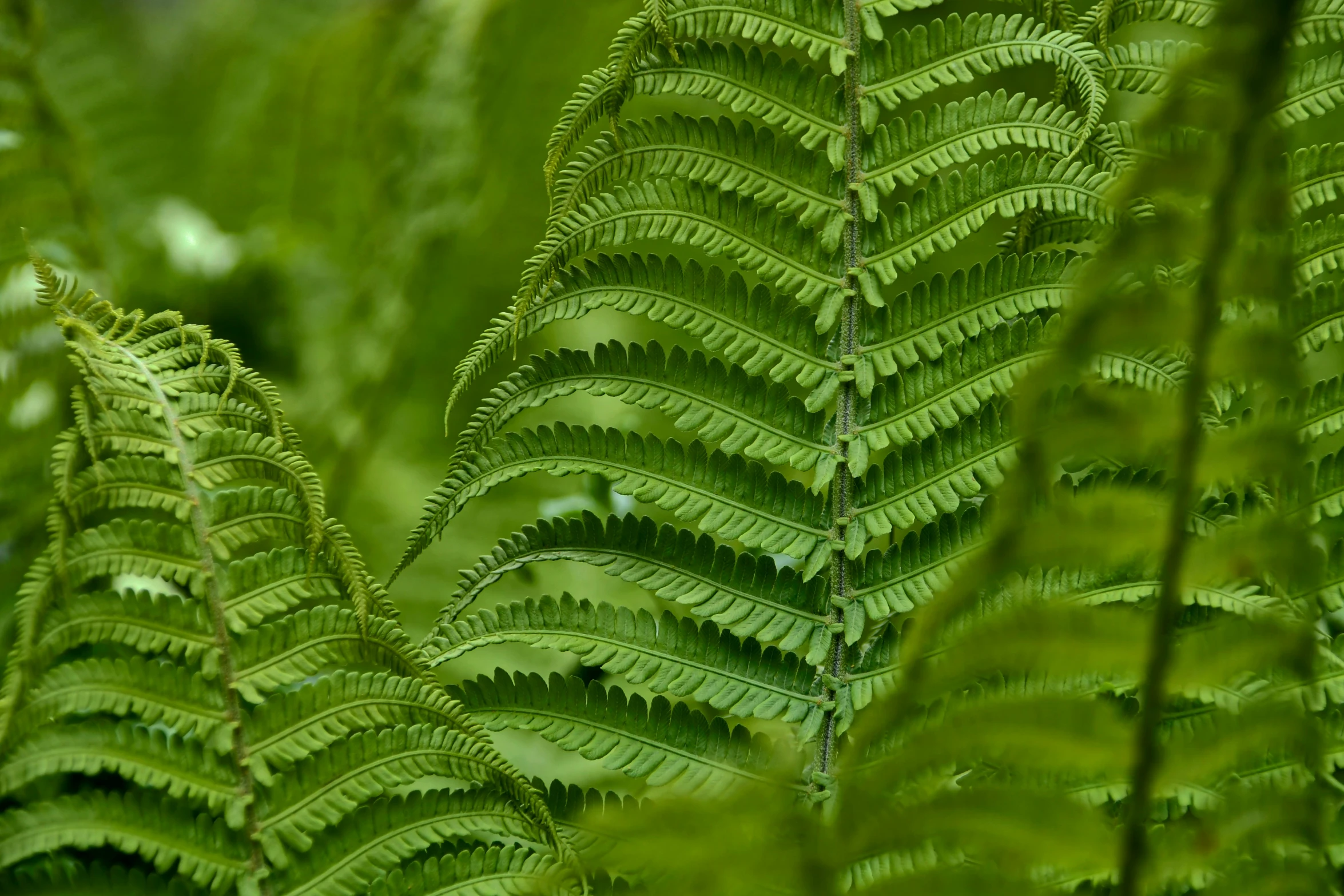 a close up of a plant with lots of green leaves, by Jan Rustem, pixabay, tree ferns, 8 k detail post - processing, nothofagus, panels