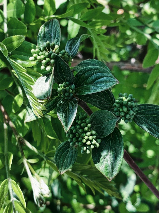 a close up of a plant with green leaves, berries, 💣 💥💣 💥, profile image, flower buds