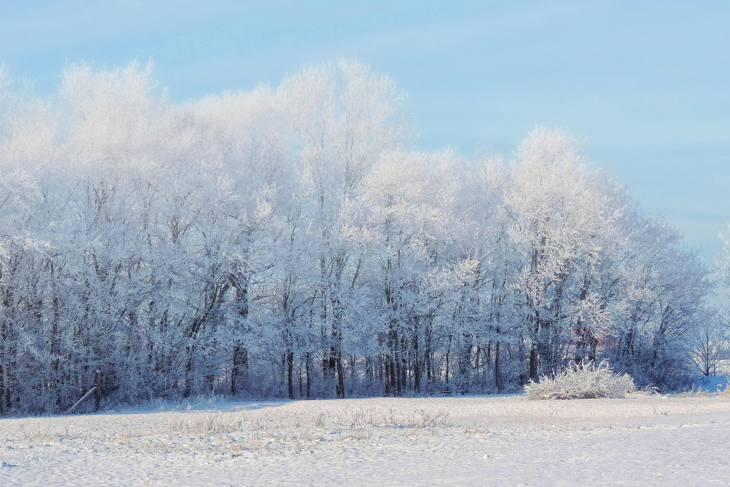 a red fire hydrant sitting in the middle of a snow covered field, a photo, inspired by Arthur Burdett Frost, pexels contest winner, forest. white trees, panorama, from wheaton illinois, white and pale blue