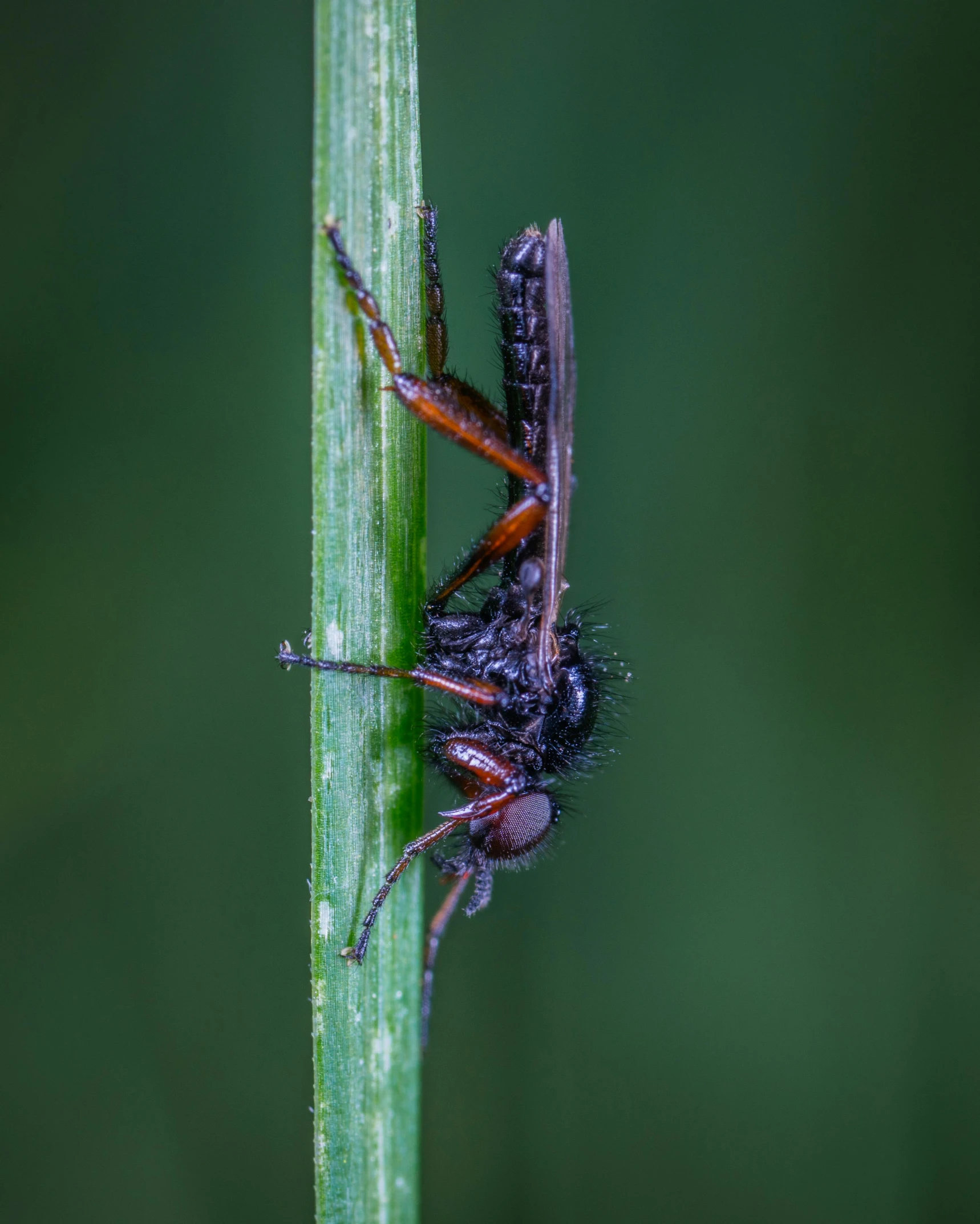 a close up of a bug on a plant, by Attila Meszlenyi, stacked image, flies, profile picture, wet boody