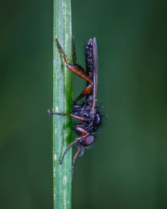 a close up of a bug on a plant, by Attila Meszlenyi, stacked image, flies, profile picture, wet boody