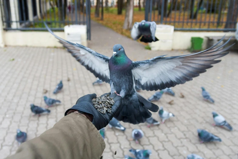 a pigeon that is flying over a person's hand, pexels contest winner, photorealism, in russia, feeds on everything, 🦩🪐🐞👩🏻🦳, wearing gloves